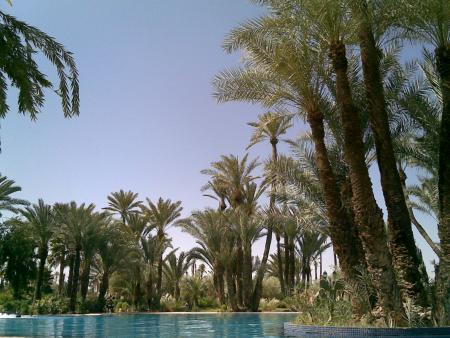 notre pisn al palmeraie